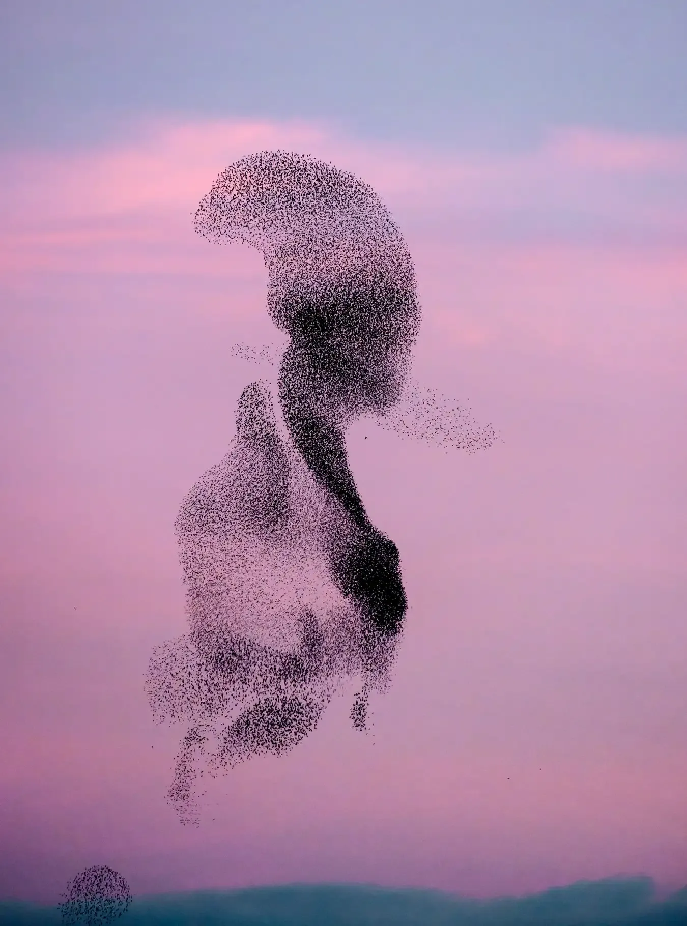 Panel A — Flocking behavior of starlings (murmuration) Panel A: flocking behavior of starlings (murmuration)