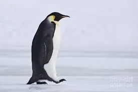 a fancy penguin